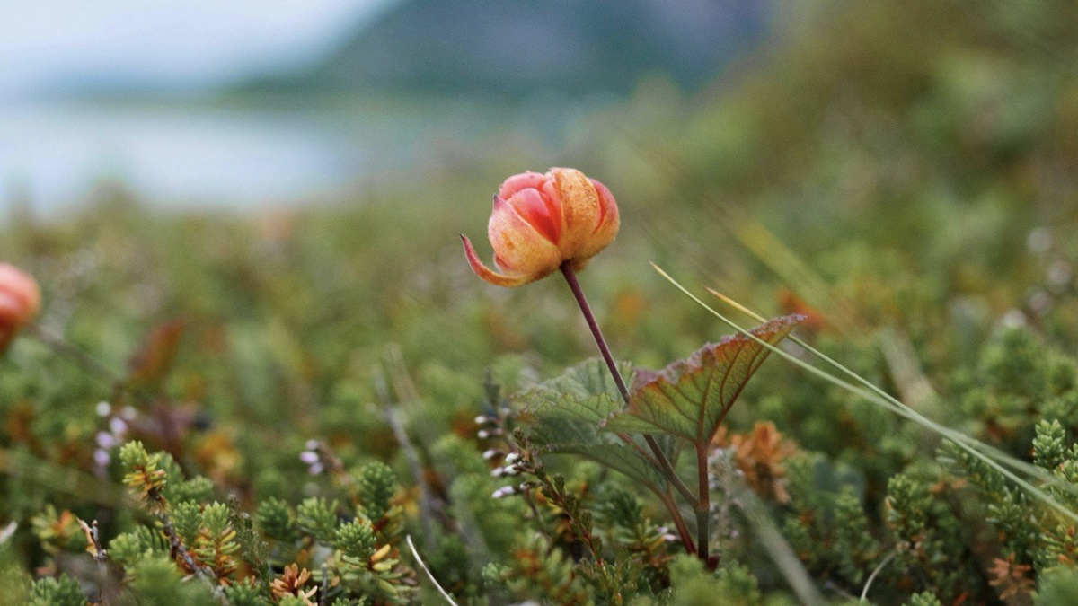 это морошка