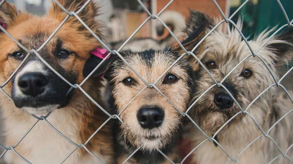    Туляков приглашают принять участие в благотворительной акции «Машина добра»