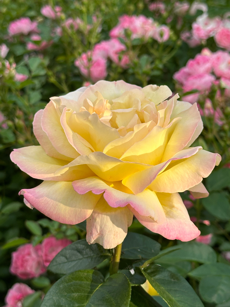 Rose 'Peace' у меня в саду этим летом.