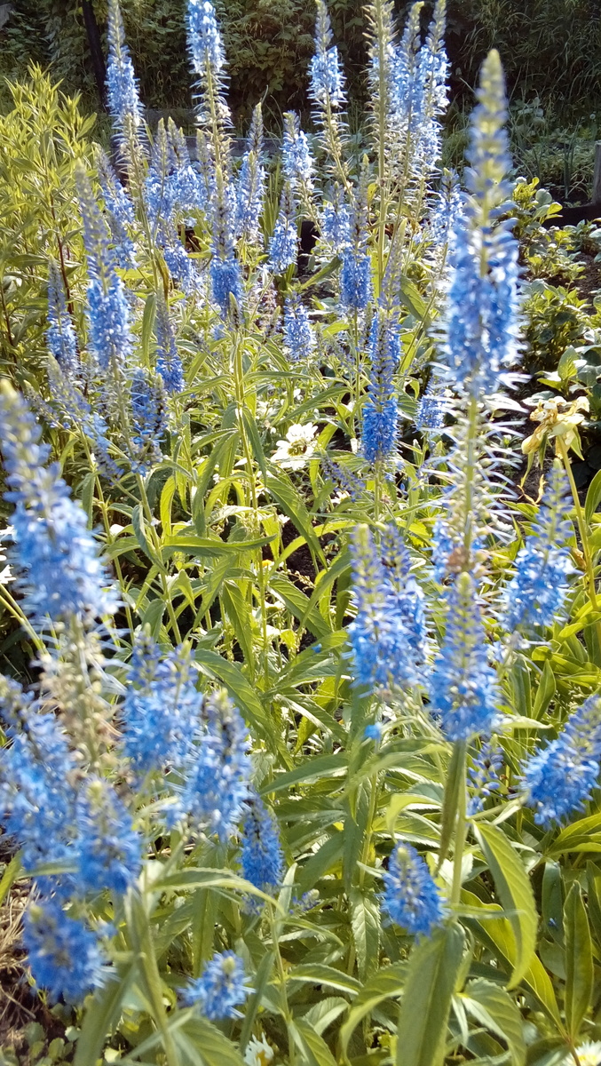 Хочется лета ...