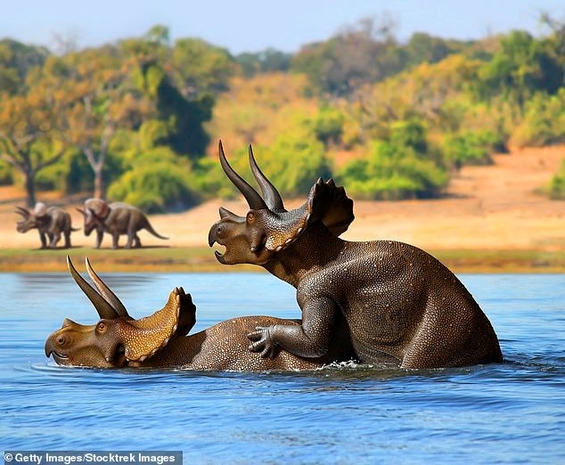    Большие динозавры могли просто упасть на сушу во время спаривания: так, для поддержки им потребовалась бы вода. Изображение выше - самец (вверху) и самка(внизу) трицератопсы, спаривающиеся в озере /GettyImages