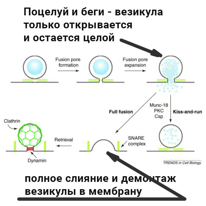 Мы не говорим о дофамине и норадреналине, об окситоцине и других молекулах, мы говорим о работе с чувствами