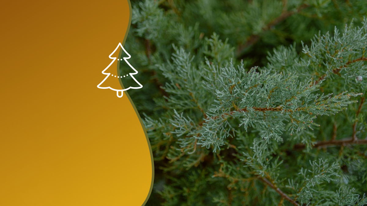 По данным дендрохронологов, кустарникам более 1000 лет. Коллаж: медиацентр УрФУ.