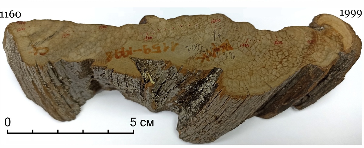 Дендрохронологи устанавливали возраст деревьев методом перекрестной датировки. На фото - образец можжевельника. Фото: Рашит Хантемиров.