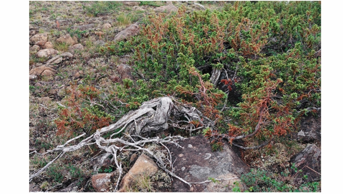 Типичный можжевельник в условиях тундры. Фото: Рашит Хантемиров.