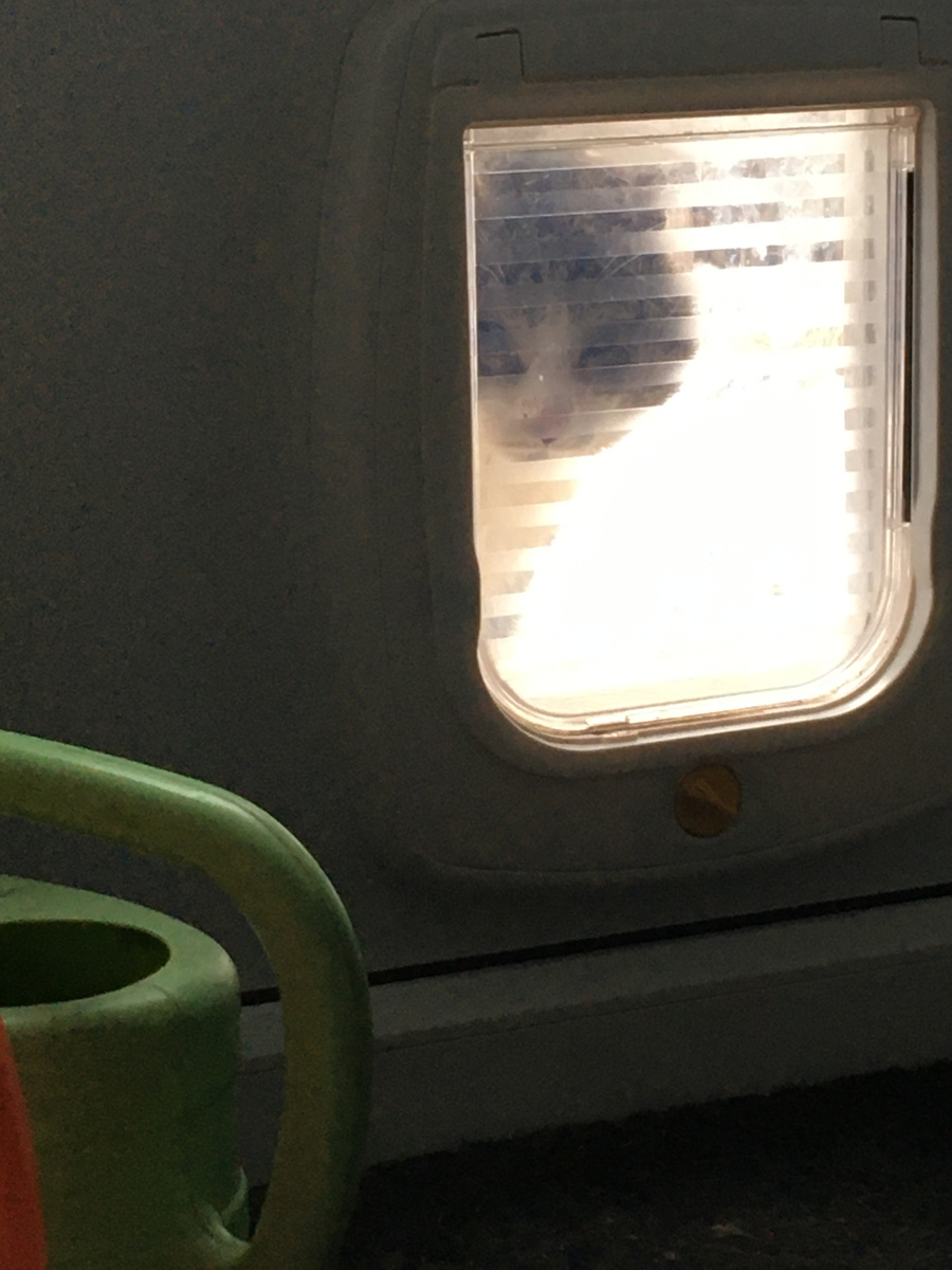 Морда в окне