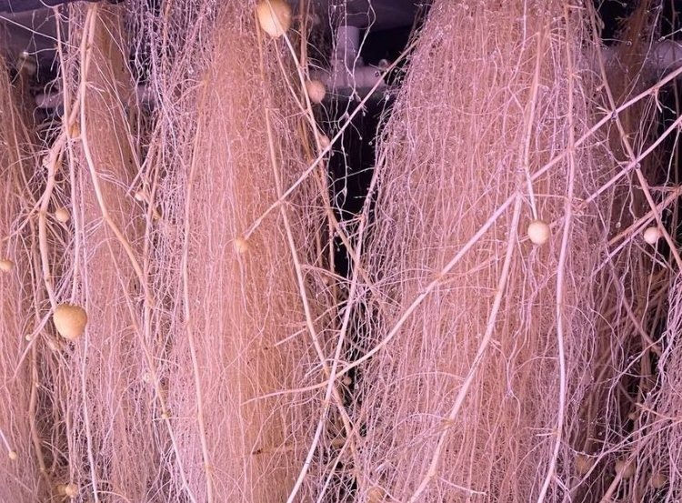    Аэропоника для картофелеводства в лаборатории Иркутского ГАУ дала урожай Бабра