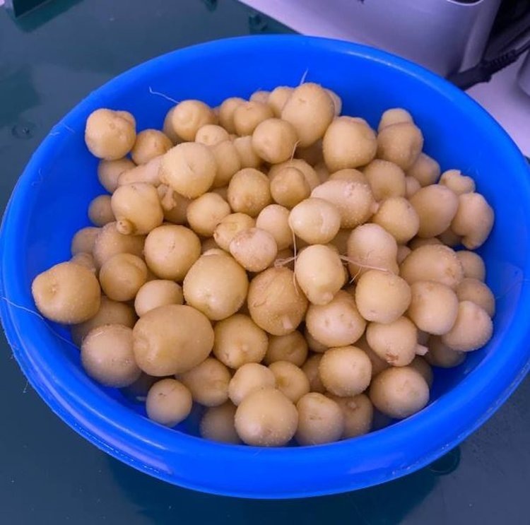     Аэропоника для картофелеводства в лаборатории Иркутского ГАУ дала урожай Бабра
