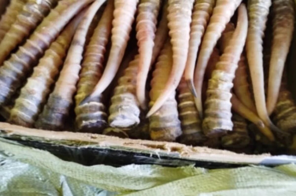    В Волгограде банда два года наживалась на ценных рогах вымирающих сайгаков