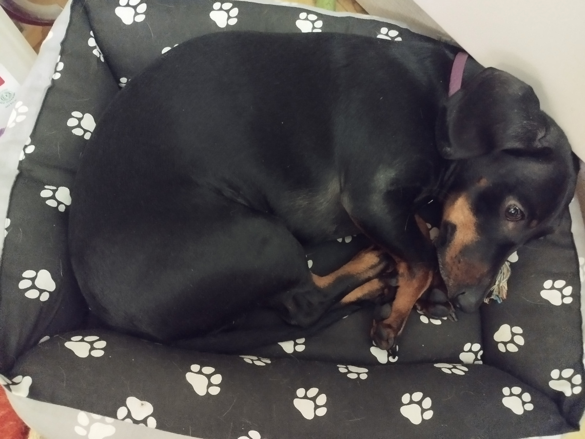 Пётр делает вид, что спит.