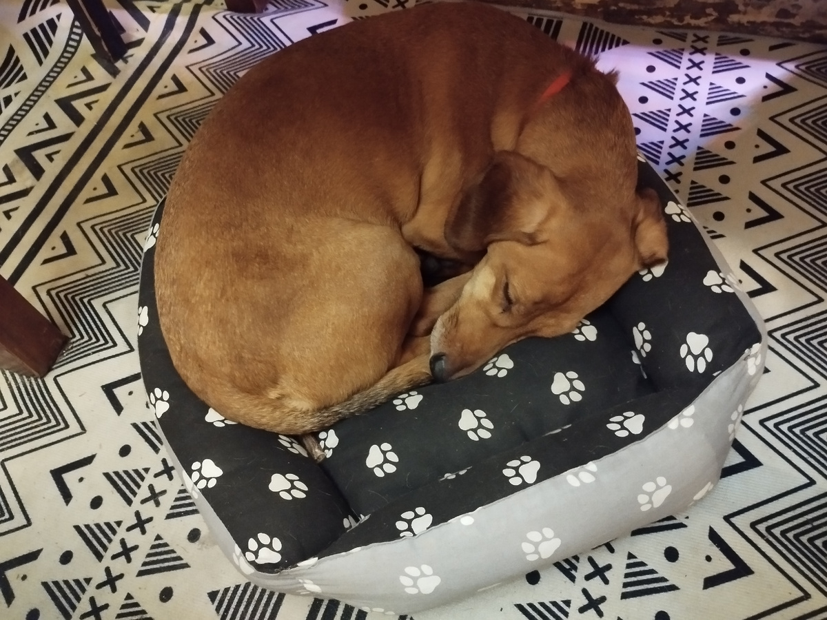 Чехов отлично изображает сон