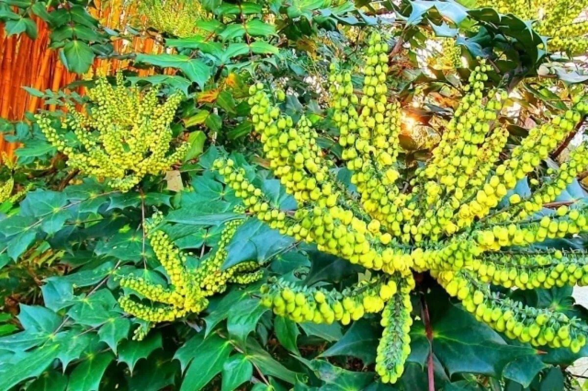    В Сочи расцвела «дочь медведя»