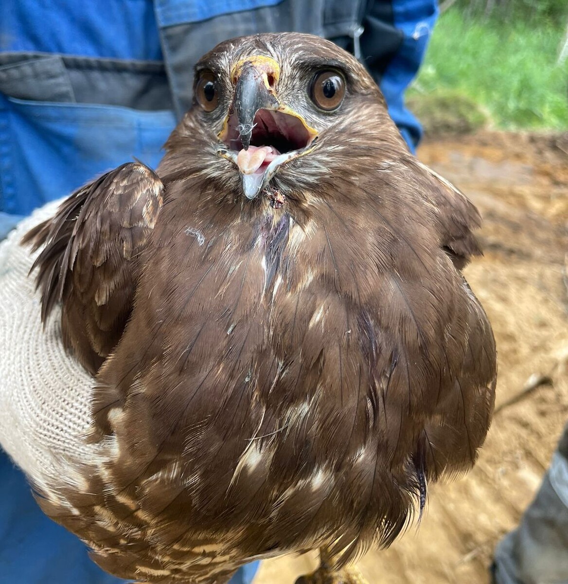 ПТИЧИЙ СКАЗ, БАСНЯ  - из личных фото автора Лидии Шатиловой