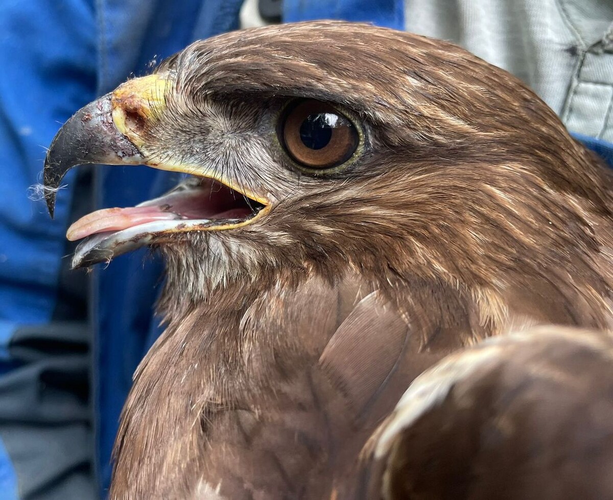 ПТИЧИЙ СКАЗ, БАСНЯ - из личных фото автора Лидии Шатиловой