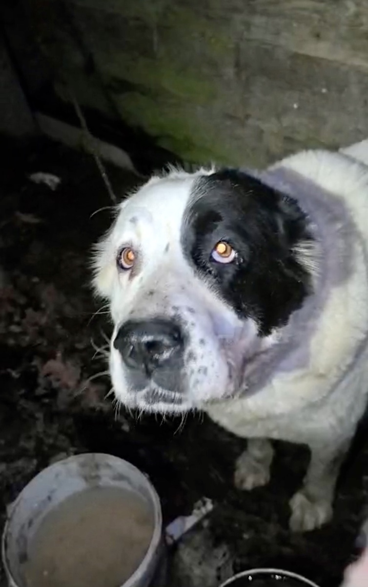 Багира дома