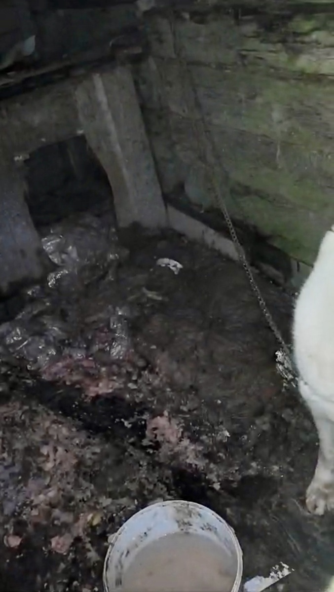 Вот, как выглядело убежище Багиры