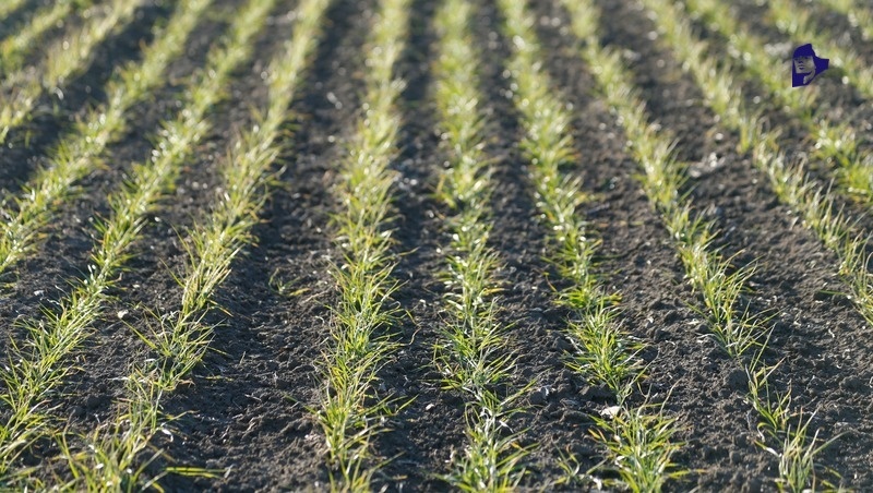      Фото: ИА «Победа26»