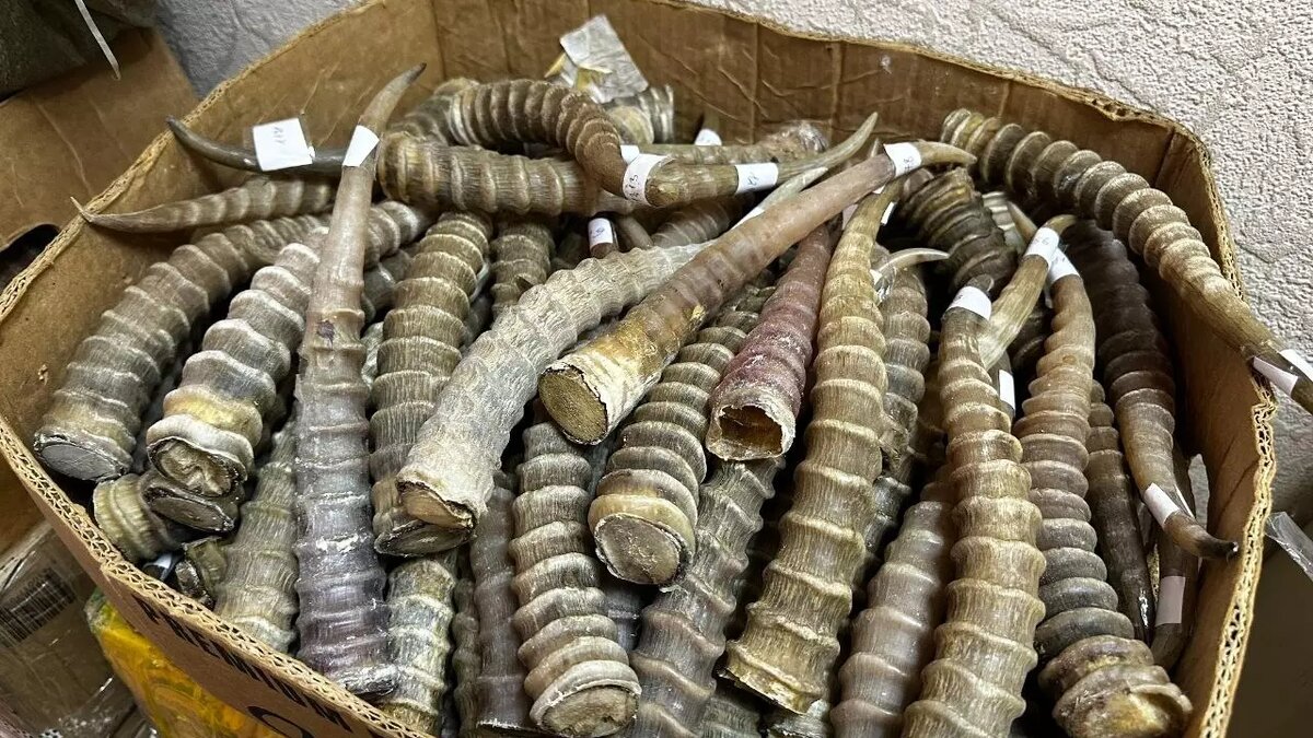     Источник: Волгоградский Следком