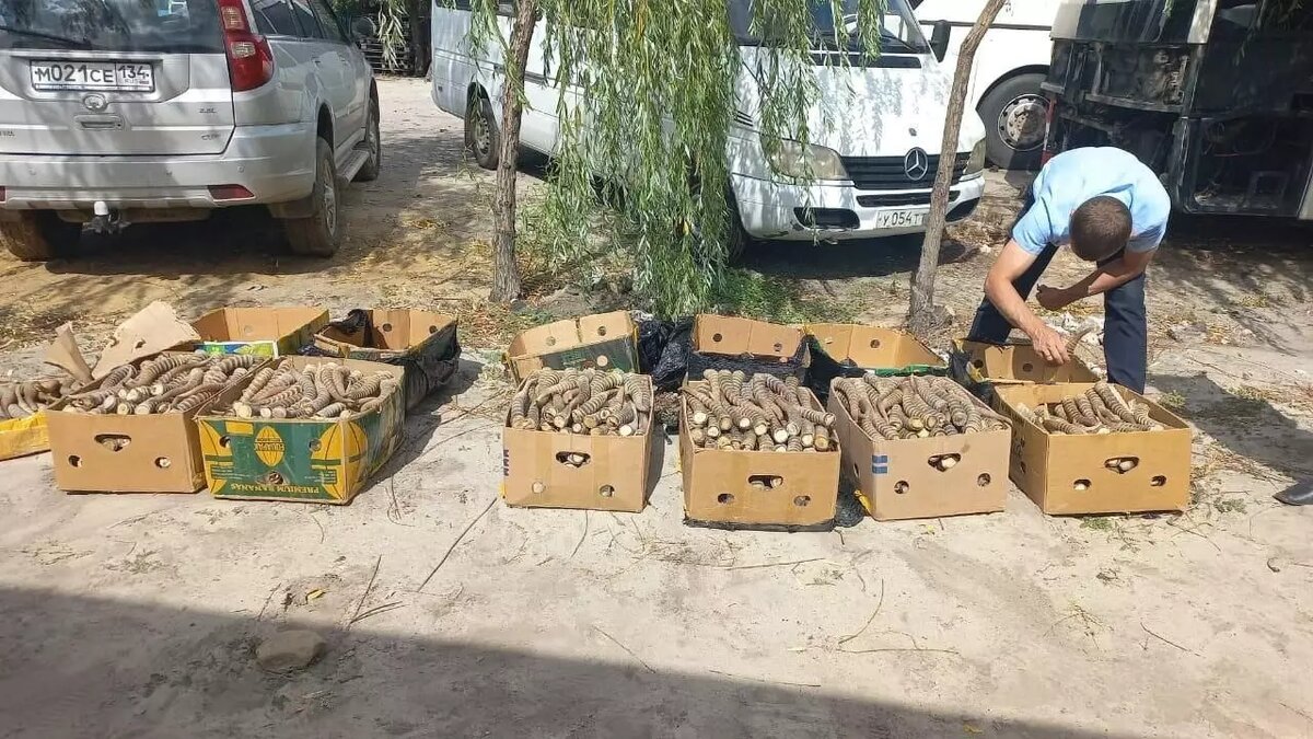     Источник: Волгоградский Следком