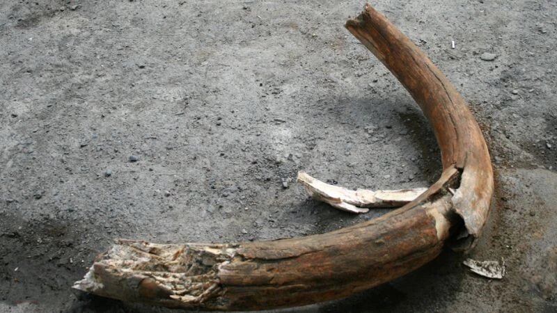     Бивень мамонта. akin04.ru