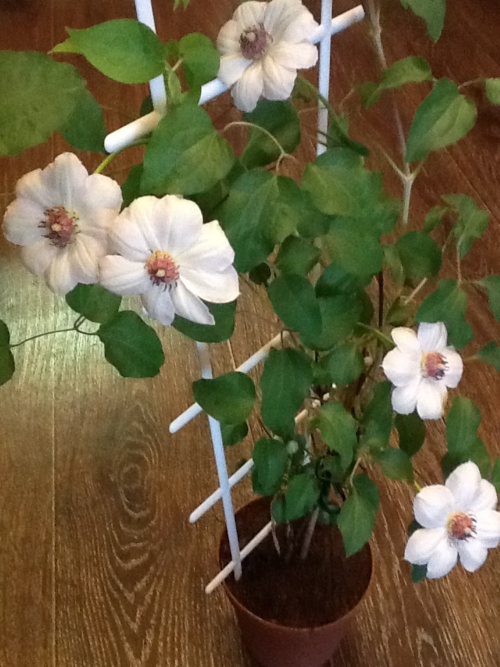 Расцвел прямо дома! Чуть-чуть высадки не дождался. 