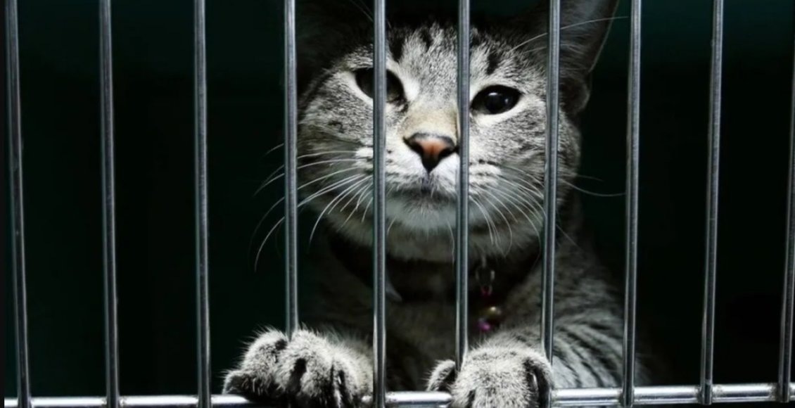    Фото: из открытых источников