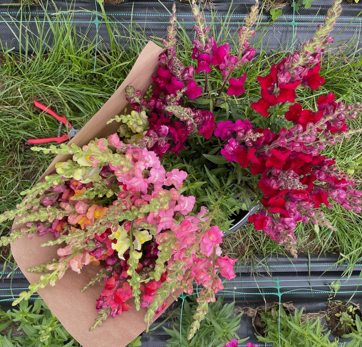 Антирринум