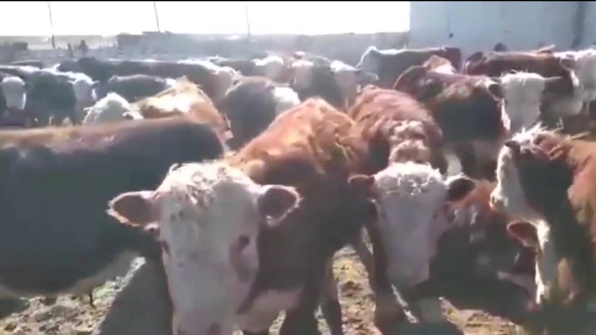    Фейковые бычки: как житель Башкирии купил рогатый товар, но остался ни с чем