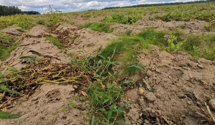    Агростраховщики компенсировали картофелеводам и овощеводам убытки на 136 млн рублей