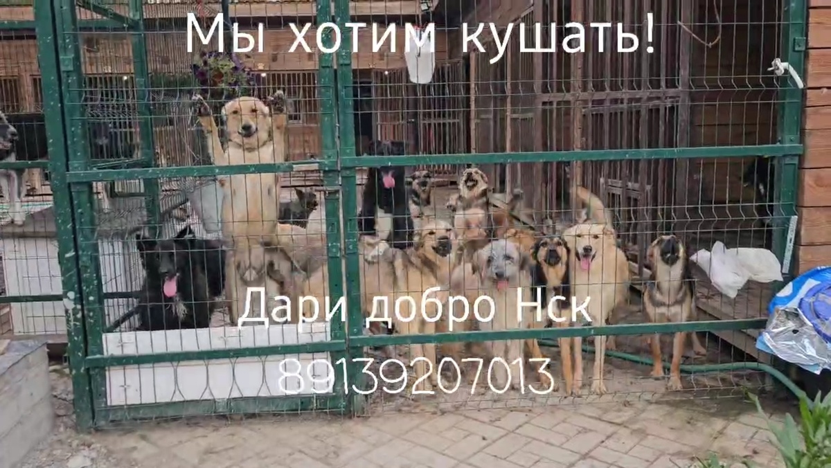 Обычный день. Собаки на прогулке.