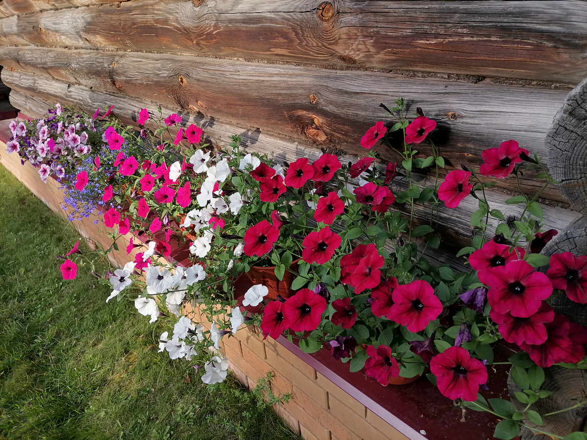 каскадные петунии в контейнерах, на переднем плане Red Velvet