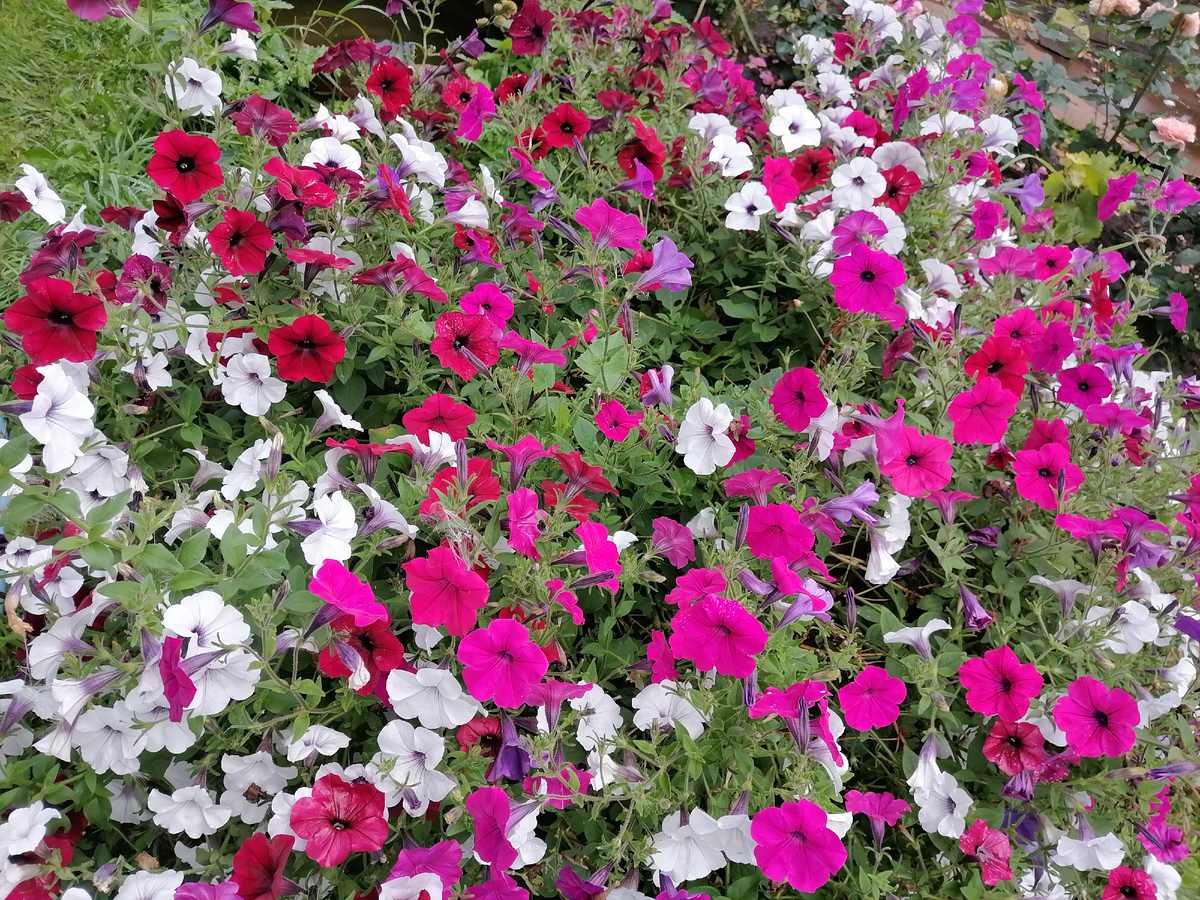 петунии сортосерии Тайфун в чане объемом 100 литров, лето 2023