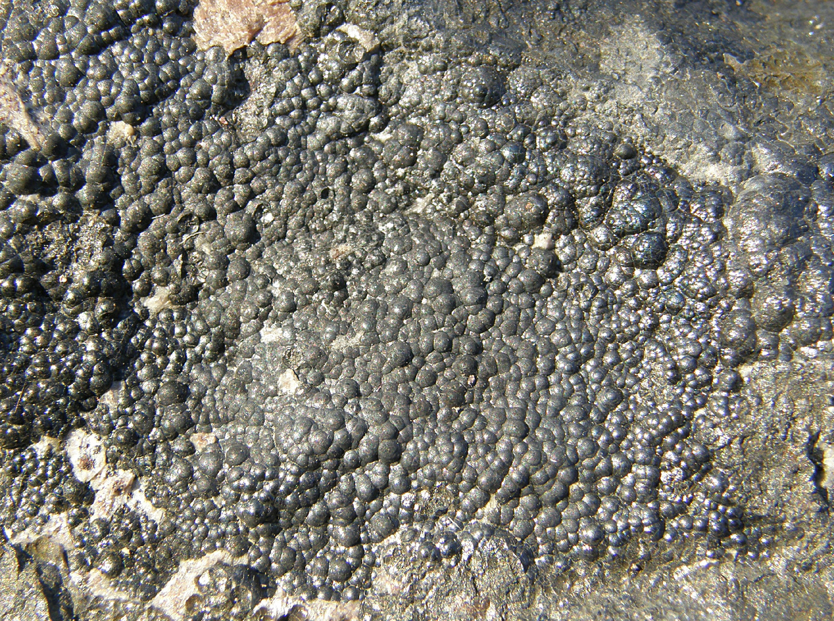 Урановая смоляная обманка (от UO2 до U3O8), месторождение Нидерсхлем, Германия. Фото: взято из en.wikipedia.org