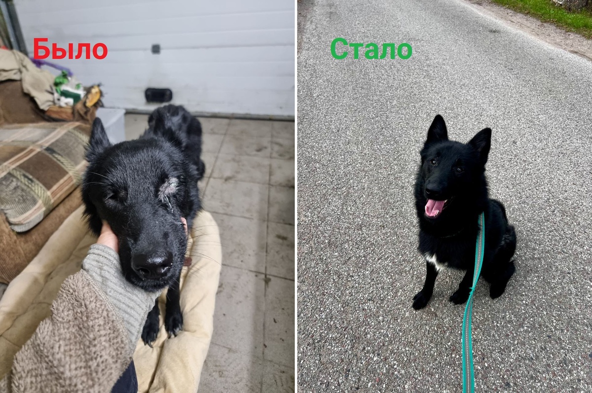 Сейчас Ричард живёт в приюте «Славянское», но очень хочет стать домашним