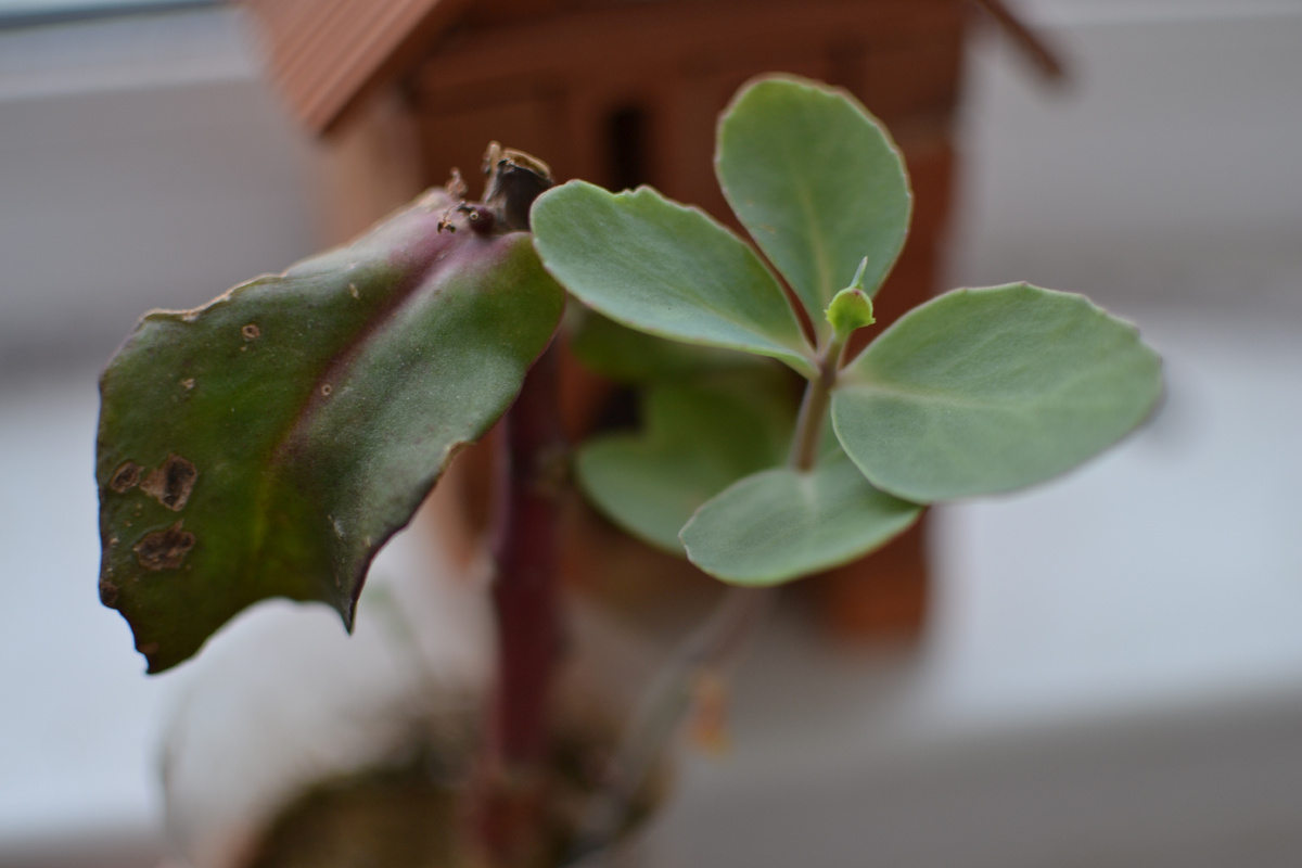 Черенок очитка Матрона с новым ростком