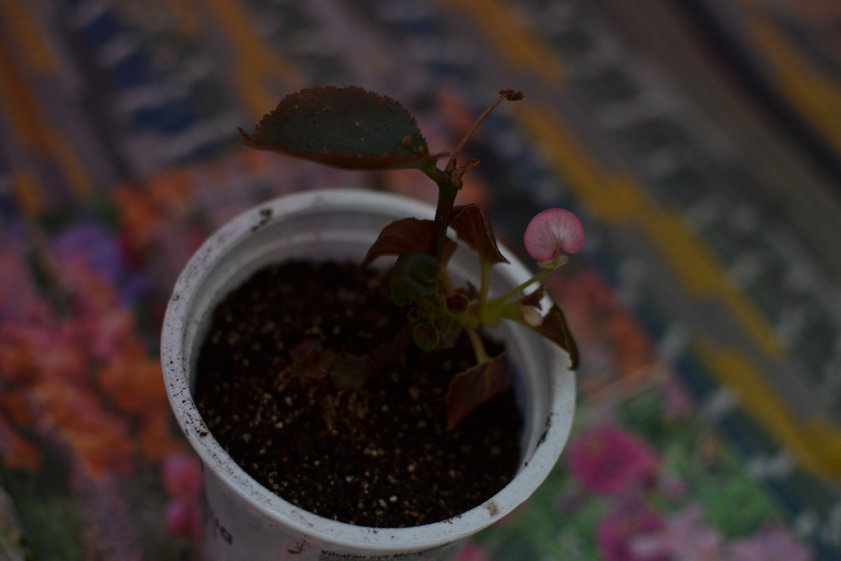 Бегония вечно цветущая 