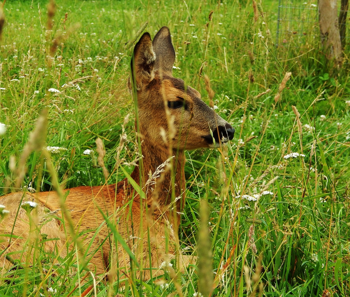 Косуля в Зоограде. Фото В. Варежкиной 14.07.16