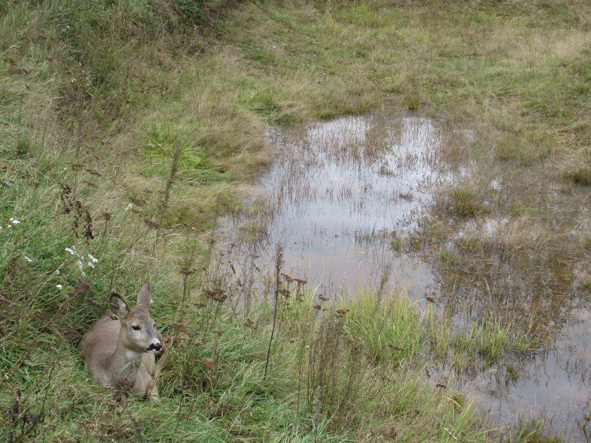 Косуля в серой шубке. Зооград. 04.10.19. Фото Эри