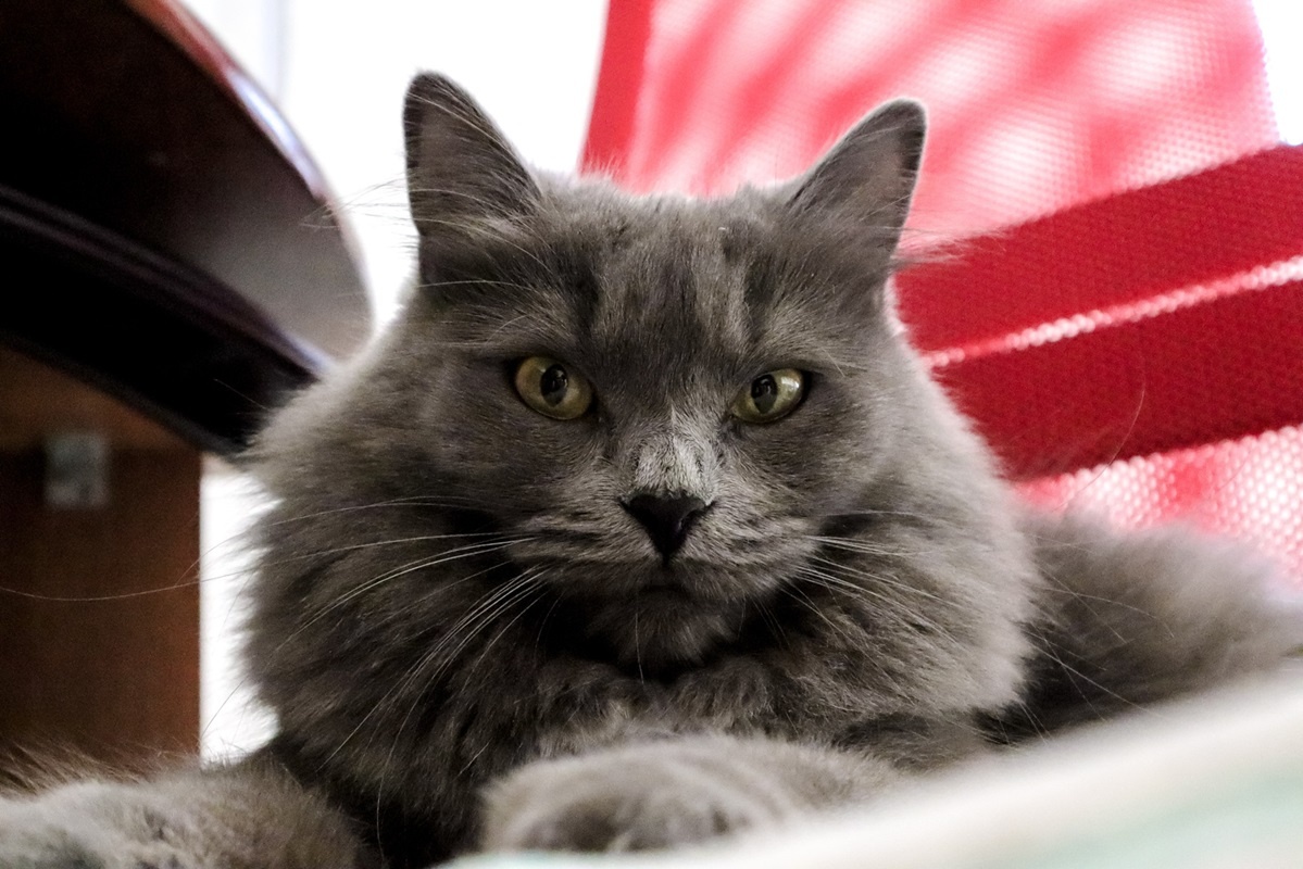 Знаменитый дрессировщик кошек Юрий Куклачев рассказал о трудных временах и своих доходах.  Фото: Фото: ФедералПресс / Елена Майорова