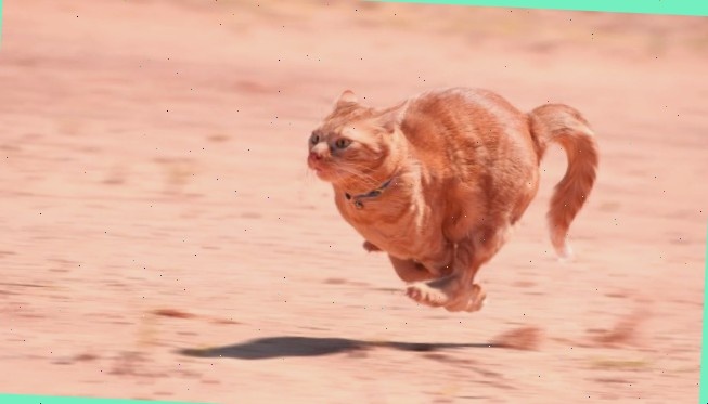 Когда кот услышал шуршание сухариков на другом краю света: