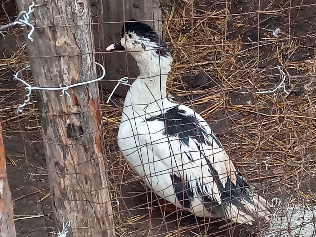 Утка оказалась селезнем 