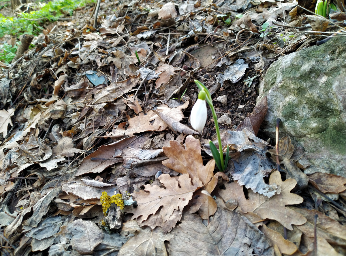 Январь 2021 года. Окрестности Топловского монастыря