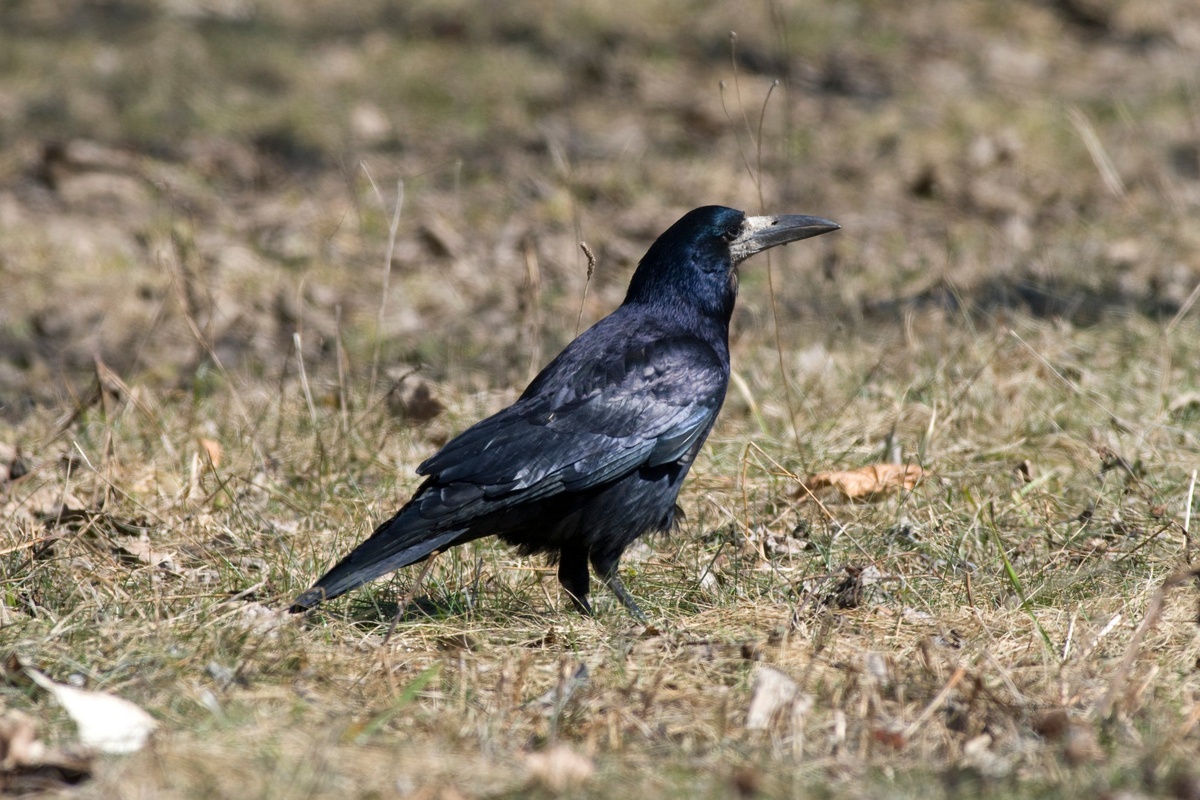 Грач. Приокско-Террасный заповедник. Автор фото А.В.Куличенко