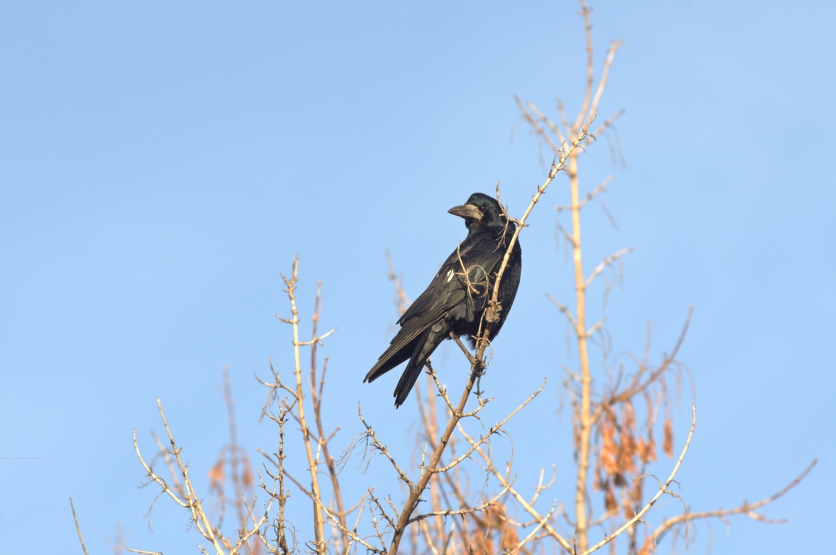 Грач. Автор фото А.В.Куличенко