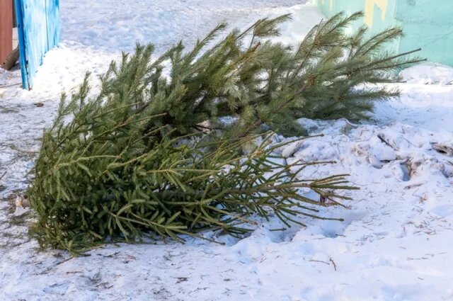    Как накажут в 2025 году, если неправильно выбросить елку?