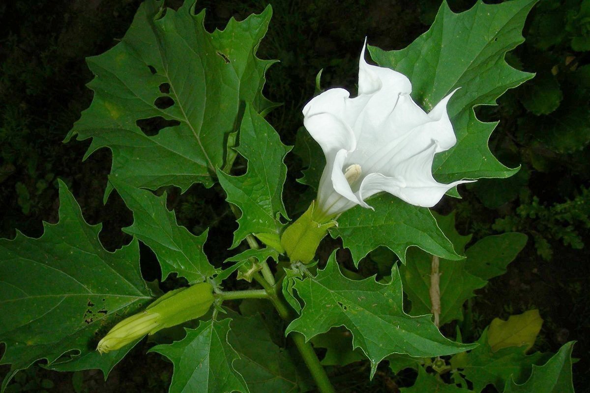Дурман обыкновенный, или Дурман вонючий (лат. Datúra stramónium)