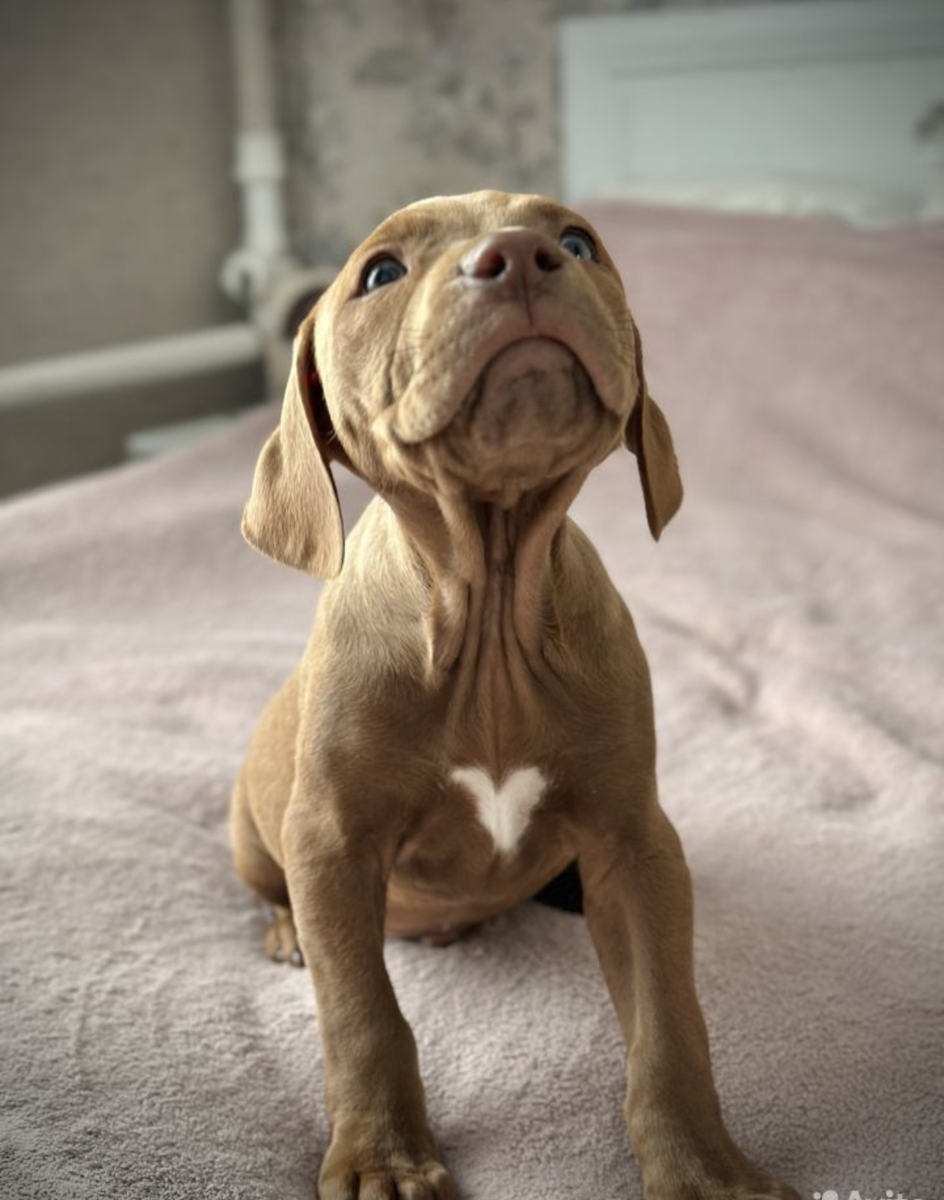 Арес 1.5 месяца