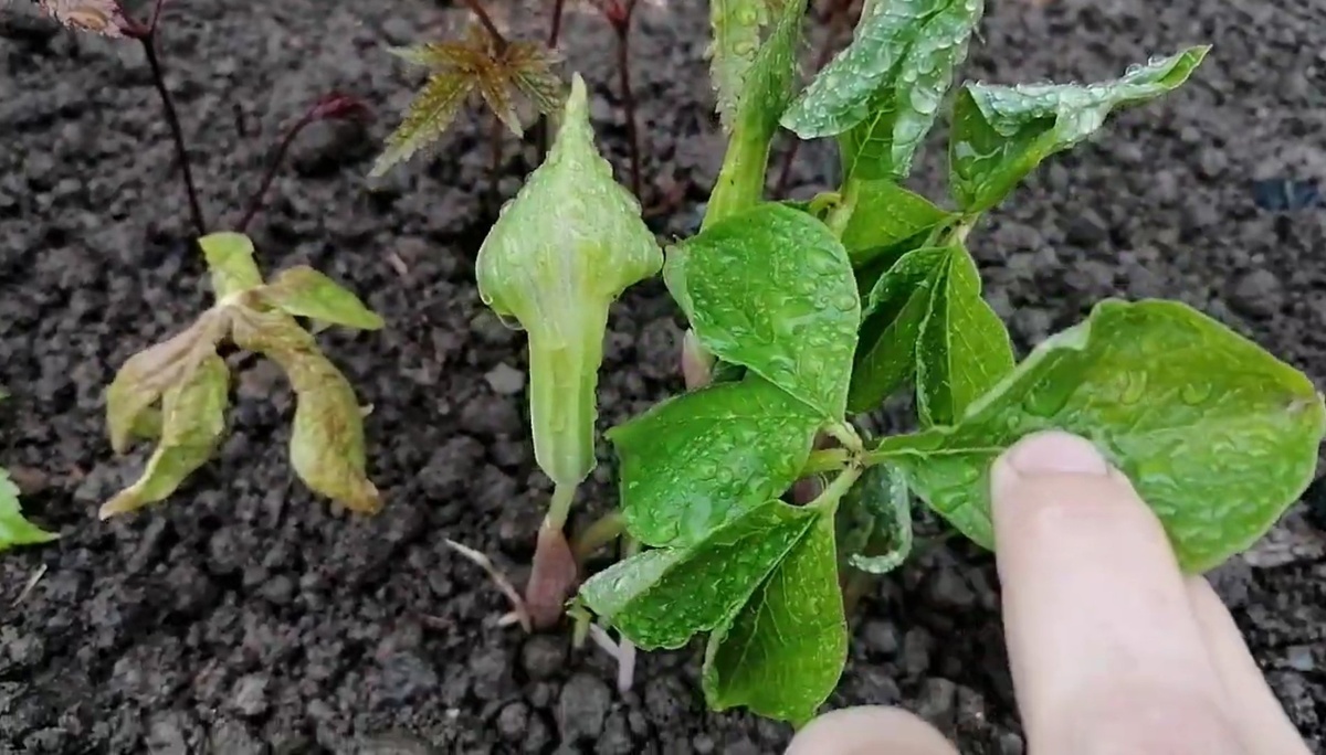 Подофиллум около Ариземы в нашем в мае 2022 года. Фото автора. Маша Генералова