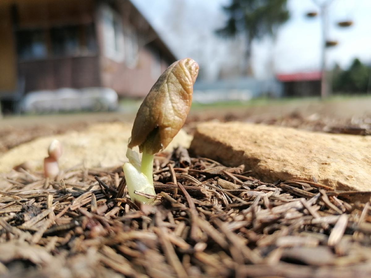 Подофиллум в конце апреля 2023 года в нашем саду на даче. Фото автора. Маша Генералова.
