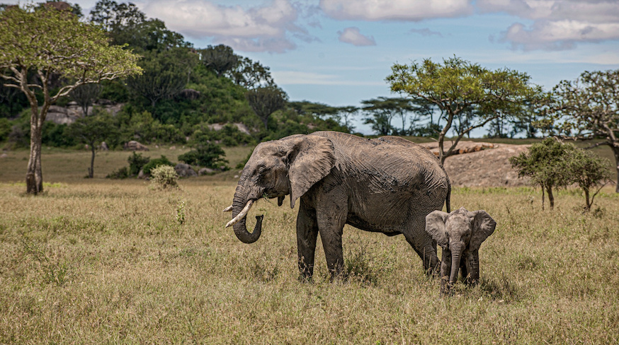 Два года мучений... Ушастый какой, ужас. Отдам в зоопарк! Из открытых источников.